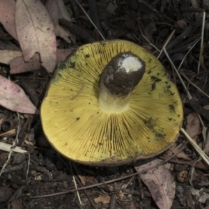 Phylloporus sp. at Cook, ACT - 1 Dec 2020