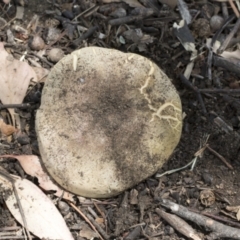 Phylloporus sp. at Cook, ACT - 1 Dec 2020