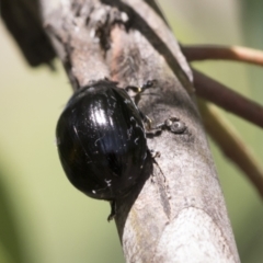 Paropsisterna sp. (genus) (A leaf beetle) at Cook, ACT - 1 Dec 2020 by AlisonMilton
