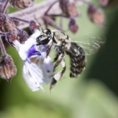 Lipotriches (Austronomia) muscosa at Acton, ACT - 15 Mar 2019 by AlisonMilton