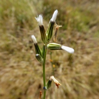 Chondrilla juncea (Skeleton Weed) at Rugosa - 5 Jan 2021 by SenexRugosus