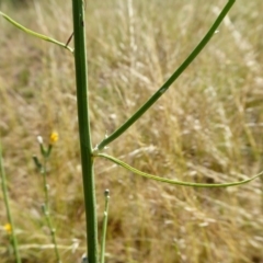 Chondrilla juncea at Yass River, NSW - 5 Jan 2021