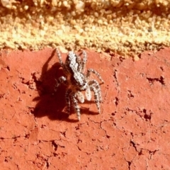 Clynotis severus (Stern Jumping Spider) at Aranda, ACT - 5 Jan 2021 by KMcCue