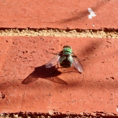 Rutilia sp. (genus) (A Rutilia bristle fly, subgenus unknown) at Aranda, ACT - 5 Jan 2021 by KMcCue