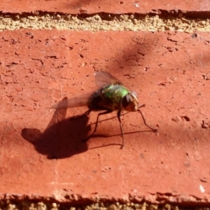 Rutilia sp. (genus) at Aranda, ACT - 5 Jan 2021