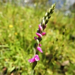 Spiranthes australis (Austral Ladies Tresses) at Paddys River, ACT - 5 Jan 2021 by JohnBundock