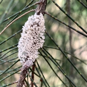 Anestia (genus) at Murrumbateman, NSW - 3 Jan 2021