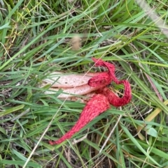 Clathrus archeri (Seastar Stinkhorn) at QPRC LGA - 5 Jan 2021 by SthTallagandaSurvey