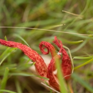 Clathrus archeri at Captains Flat, NSW - 5 Jan 2021