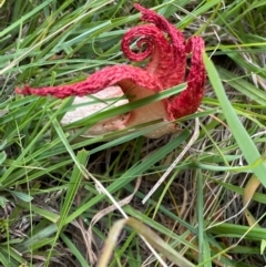 Clathrus archeri at Captains Flat, NSW - 5 Jan 2021