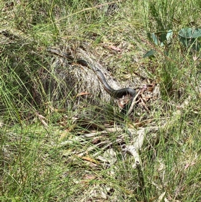 Austrelaps ramsayi (Highlands Copperhead) at QPRC LGA - 5 Jan 2021 by SthTallagandaSurvey