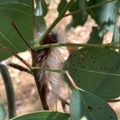 Anthela varia at Murrumbateman, NSW - 3 Jan 2021