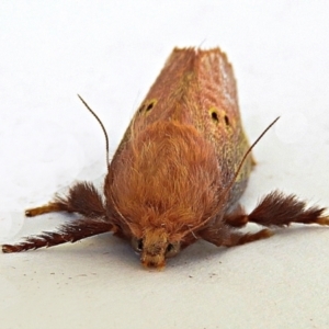 Doratifera quadriguttata and casta at Crooked Corner, NSW - 5 Jan 2021