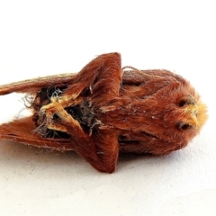 Doratifera quadriguttata and casta at Crooked Corner, NSW - 5 Jan 2021