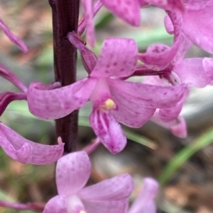 Dipodium roseum at Captains Flat, NSW - 5 Jan 2021