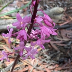 Dipodium roseum at Captains Flat, NSW - 5 Jan 2021