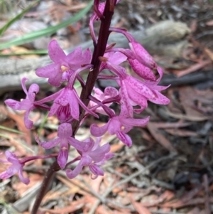 Dipodium roseum at Captains Flat, NSW - 5 Jan 2021