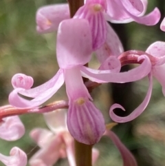 Dipodium roseum (Rosy Hyacinth Orchid) at Captains Flat, NSW - 5 Jan 2021 by SthTallagandaSurvey