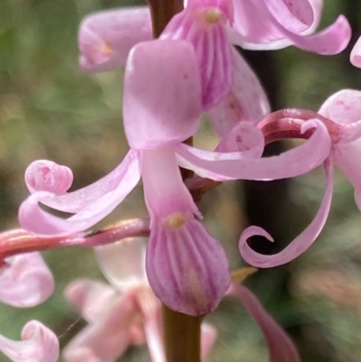 Dipodium roseum (Rosy Hyacinth Orchid) at Captains Flat, NSW - 5 Jan 2021 by SthTallagandaSurvey