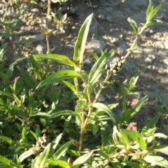 Persicaria prostrata (Creeping Knotweed) at Jones Creek, NSW - 17 Nov 2010 by abread111