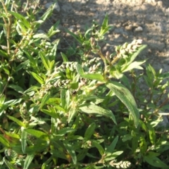 Persicaria prostrata at Jones Creek, NSW - 17 Nov 2010 06:00 PM