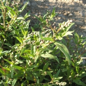 Persicaria prostrata at Jones Creek, NSW - 17 Nov 2010 06:00 PM