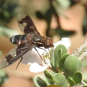 Balaana sp. (genus) at Acton, ACT - 5 Jan 2021