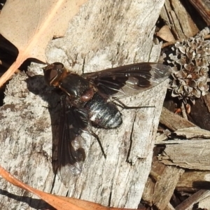 Balaana sp. (genus) at Acton, ACT - 5 Jan 2021