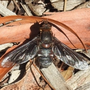 Balaana sp. (genus) at Acton, ACT - 5 Jan 2021