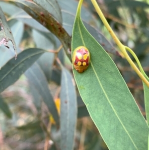 Paropsisterna nobilitata at Murrumbateman, NSW - 3 Jan 2021