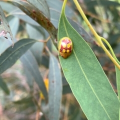 Paropsisterna nobilitata (Leaf beetle, Button beetle) at Murrumbateman, NSW - 3 Jan 2021 by SimoneC
