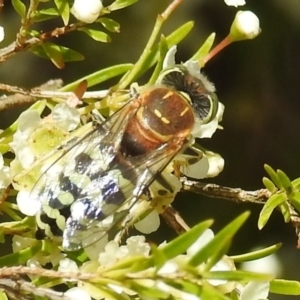 Bembix sp. (genus) at Acton, ACT - 5 Jan 2021 12:06 PM