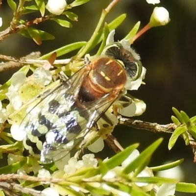 Bembix sp. (genus) (Unidentified Bembix sand wasp) at Acton, ACT - 5 Jan 2021 by HelenCross