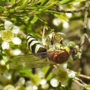 Bembix sp. (genus) at Acton, ACT - 5 Jan 2021