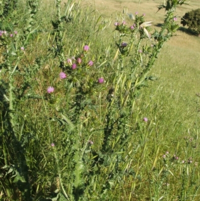 Carduus tenuiflorus (Winged Slender Thistle) at Jones Creek, NSW - 17 Nov 2010 by abread111