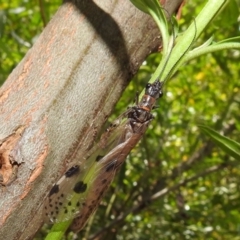 Archichauliodes (Riekochauliodes) guttiferus (Dobsonfly or Fishfly) at ANBG - 5 Jan 2021 by HelenCross