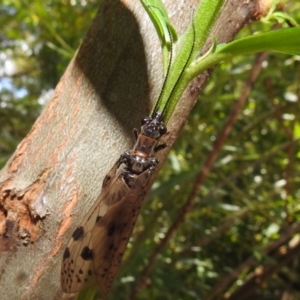 Archichauliodes (Riekochauliodes) guttiferus at Acton, ACT - 5 Jan 2021