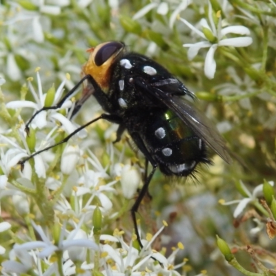 Rutilia (Ameniamima) argentifera (A Bristle fly) at ANBG - 5 Jan 2021 by HelenCross