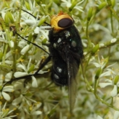 Rutilia (Ameniamima) argentifera at Acton, ACT - 5 Jan 2021