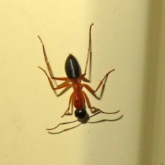 Camponotus consobrinus (Banded sugar ant) at Macarthur, ACT - 5 Jan 2021 by RodDeb