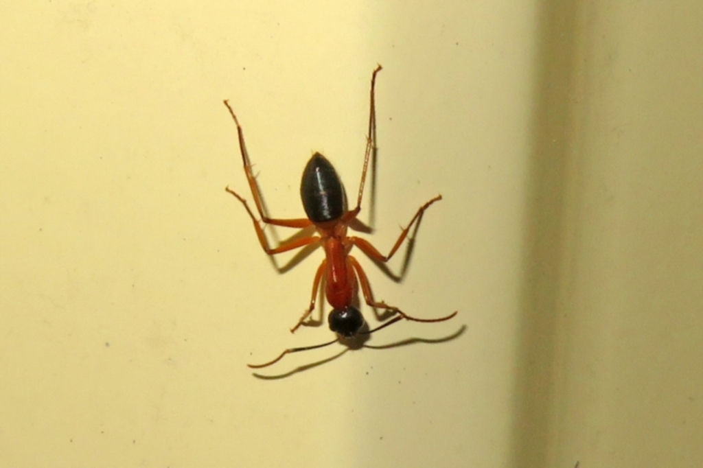 Camponotus consobrinus at Macarthur, ACT - 5 Jan 2021