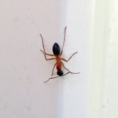 Camponotus consobrinus at Macarthur, ACT - 5 Jan 2021