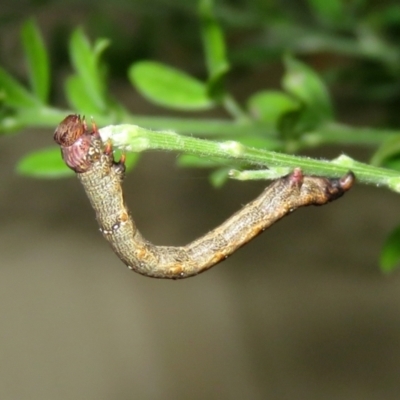 Geometridae (family) IMMATURE at Macarthur, ACT - 5 Jan 2021 by RodDeb