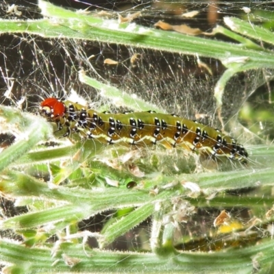 Uresiphita ornithopteralis (Tree Lucerne Moth) at Macarthur, ACT - 5 Jan 2021 by RodDeb