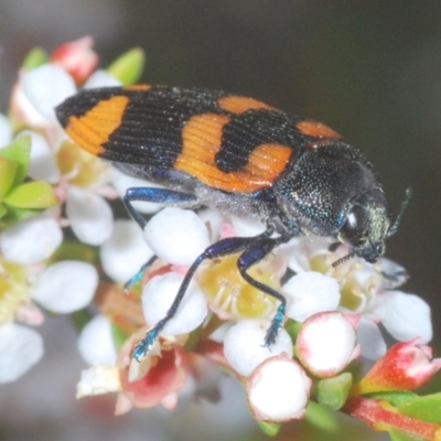 Castiarina thomsoni (A jewel beetle) at Tinderry Mountains - 5 Jan 2021 by Harrisi