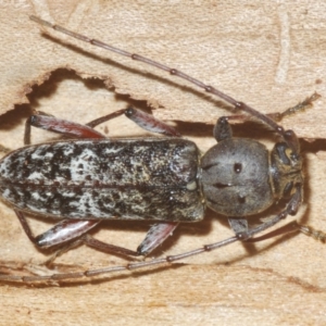 Phacodes obscurus at Cooma, NSW - 5 Jan 2021