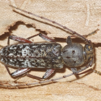 Phacodes obscurus (Longhorn Beetle) at Mt Gladstone Reserves, Cooma - 5 Jan 2021 by Harrisi