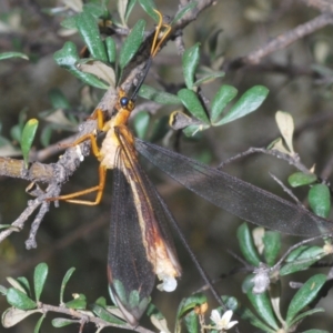 Nymphes myrmeleonoides at Murrumbucca, NSW - 5 Jan 2021 04:20 PM