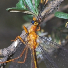 Nymphes myrmeleonoides at Murrumbucca, NSW - 5 Jan 2021