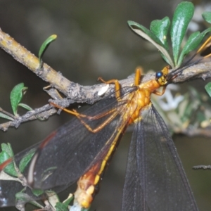 Nymphes myrmeleonoides at Murrumbucca, NSW - 5 Jan 2021 04:20 PM